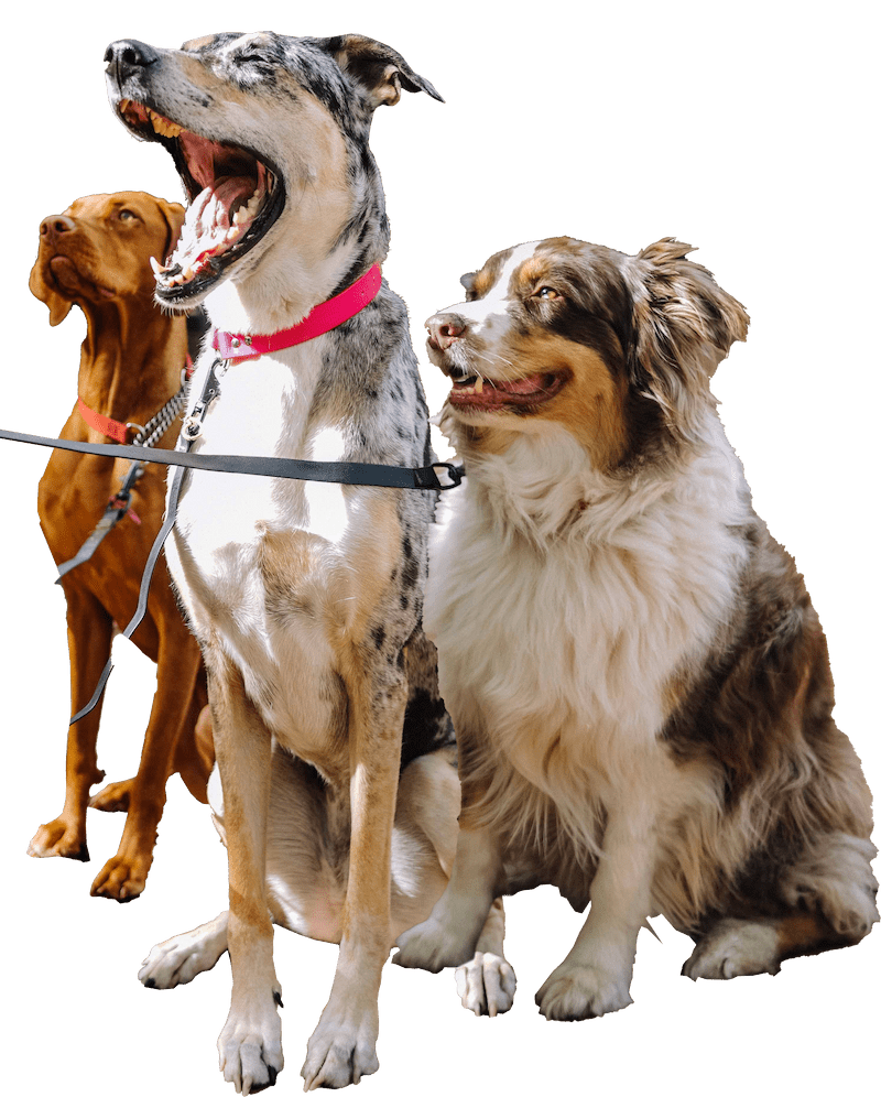 Three dogs on leashes staring at the owner intently waiting on commands.