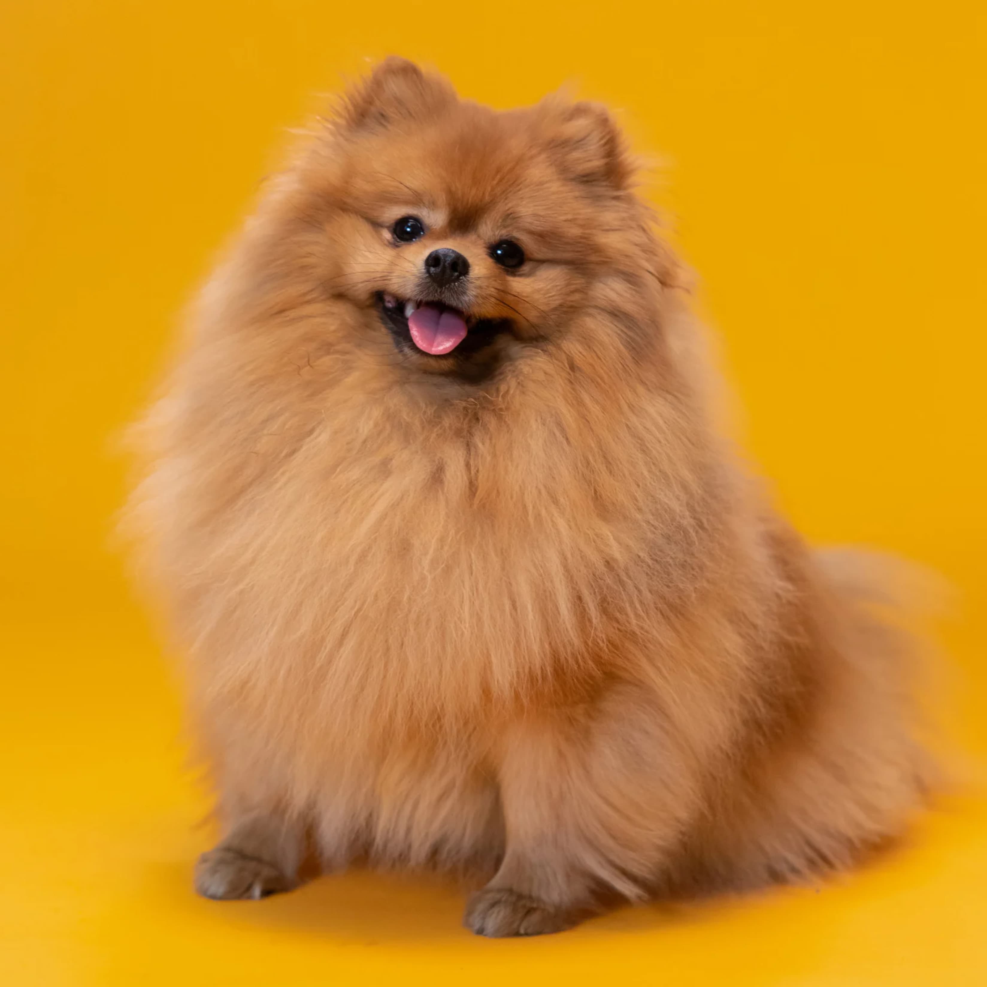 How do I care for my Pomeranian's hair?