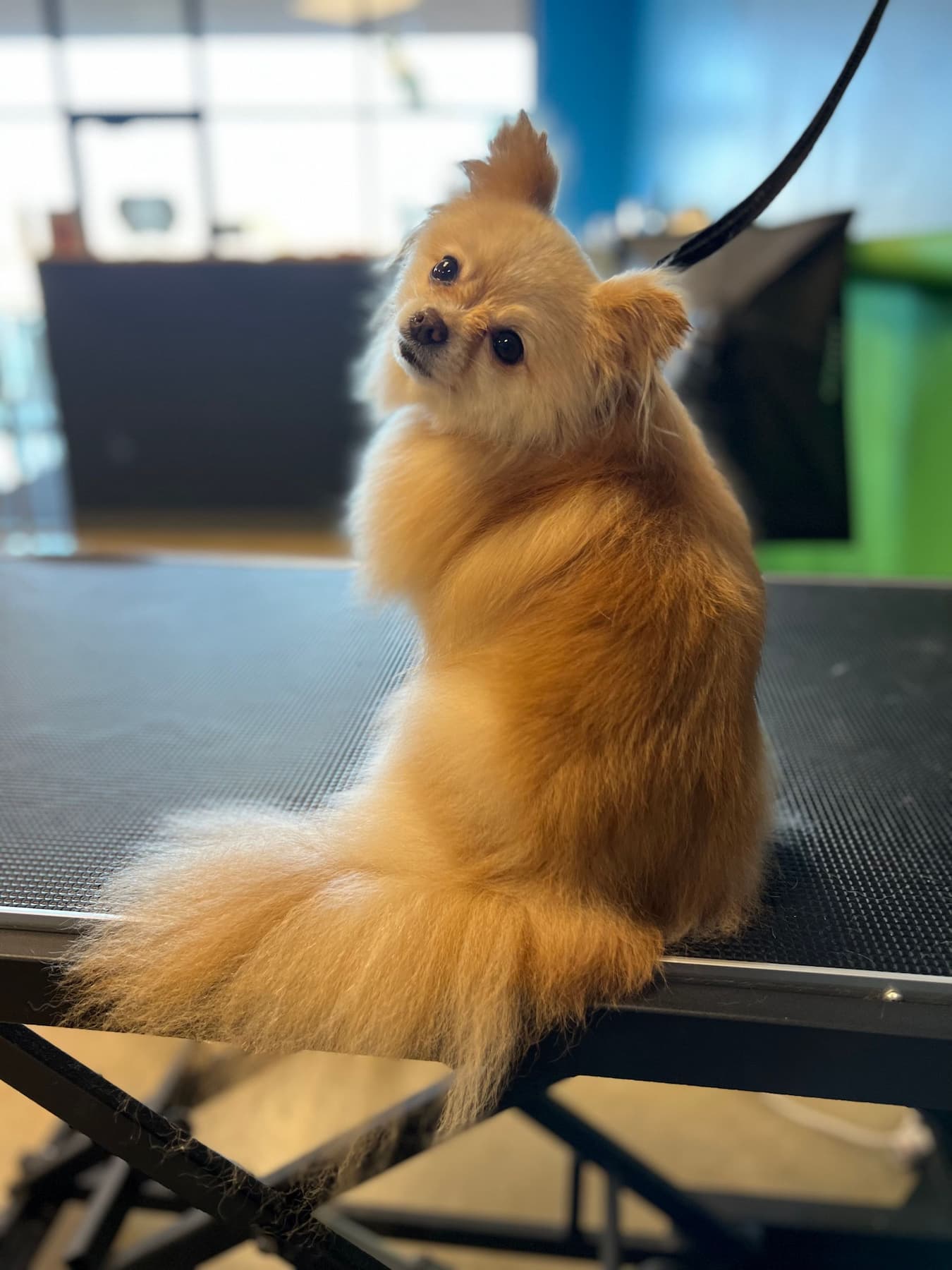 Long haired Pomeranian on a grooming table, looking at you