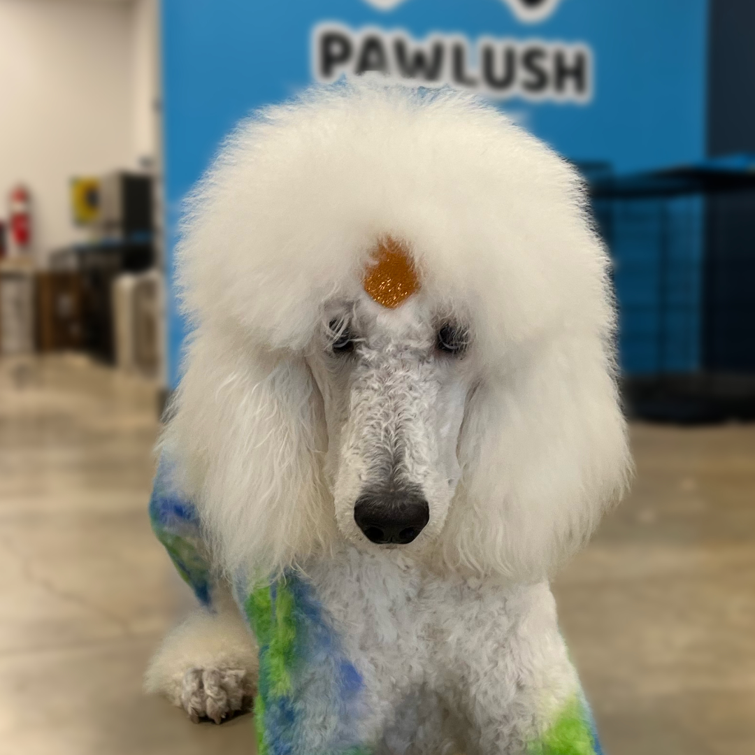 Dog Price Change on Oct 1st, 2023