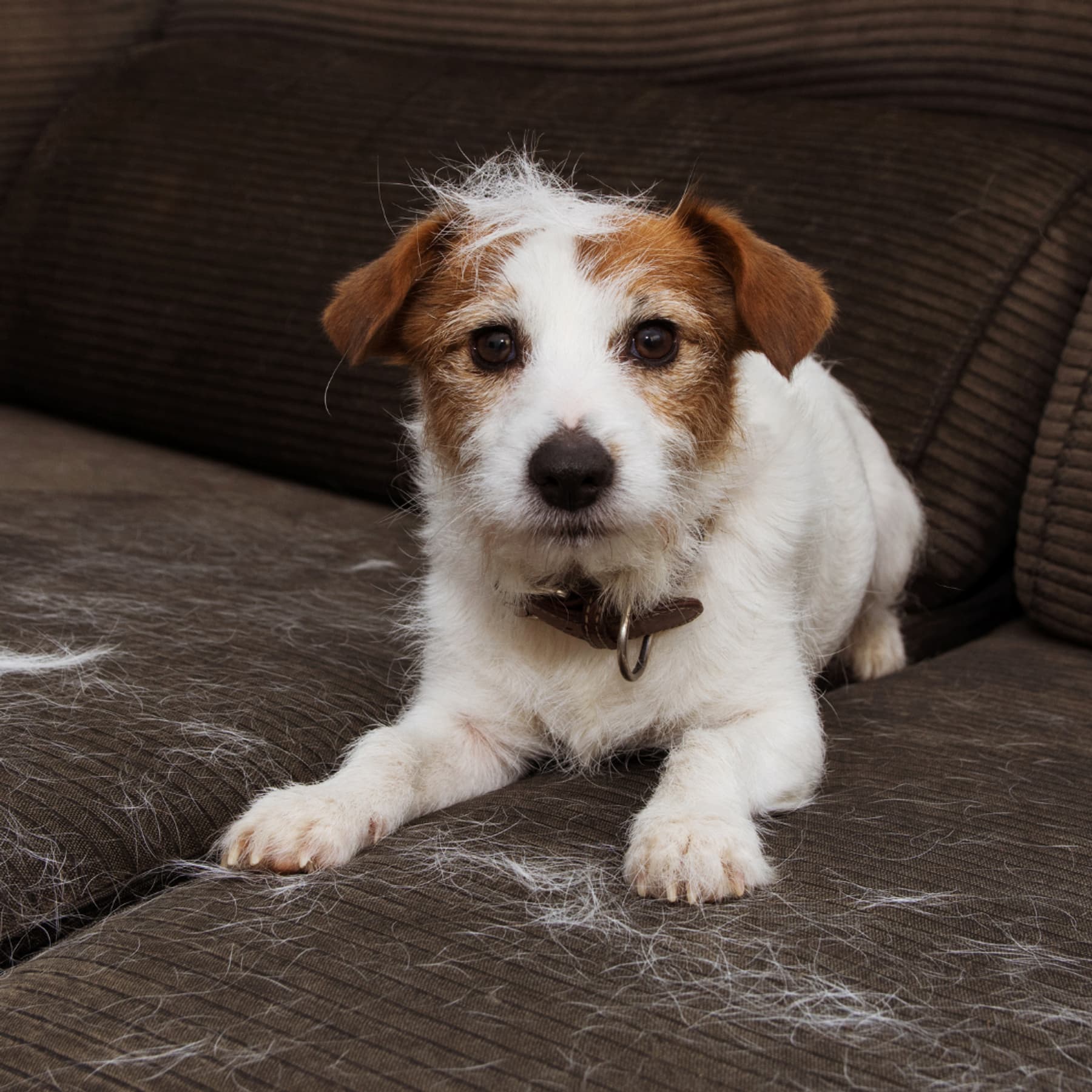 How to reduce dog shedding naturally