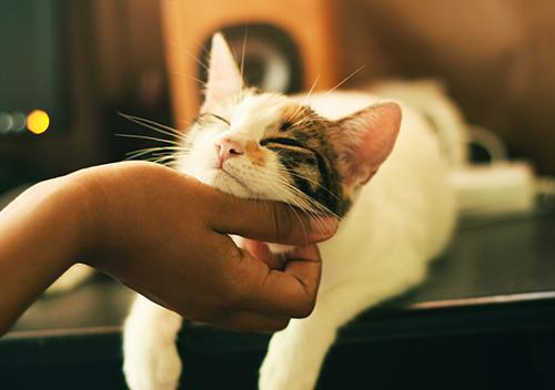 A cute cat resting their head in a human's head after a bath