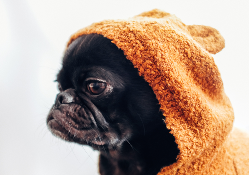 A pug in a towel after a bath