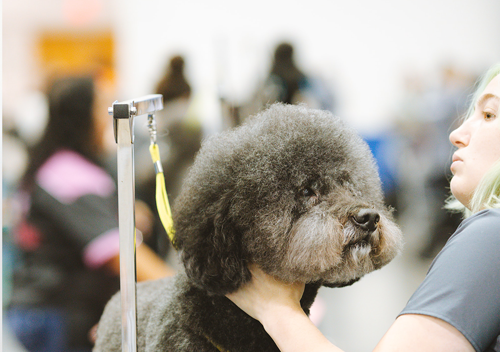 A dog on a grooming table being shaved by a stylist