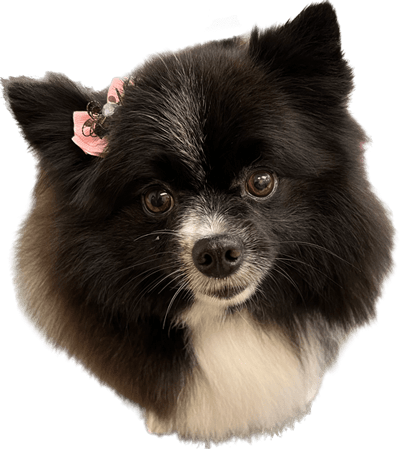 A tiny dog with pink chalk in their hair and a bow tie from a groom.