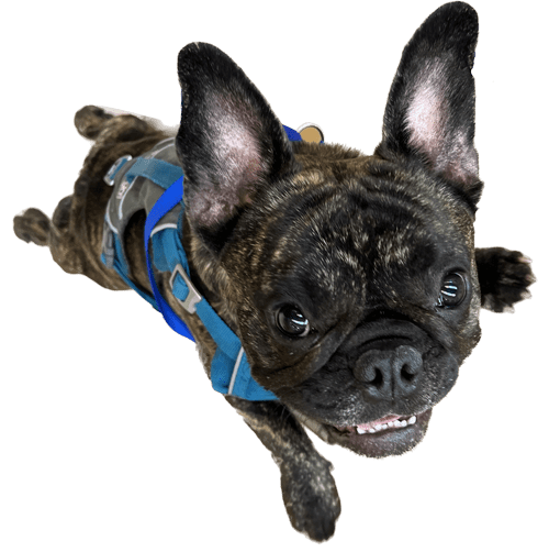 A cute dog jumping