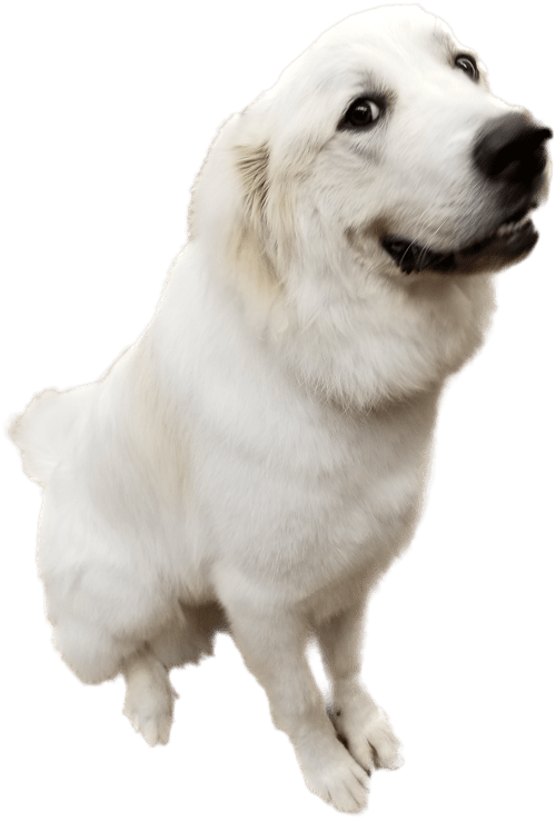 A large white dog sitting and smiling after a bath