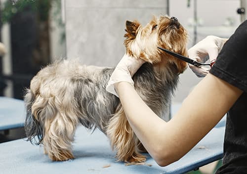 A terrier standing on a grooming table being trimmed by a professional stylist wearing gloves.