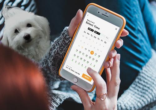 A person using their phone to book an online appointment for dog grooming with their pet staring at them