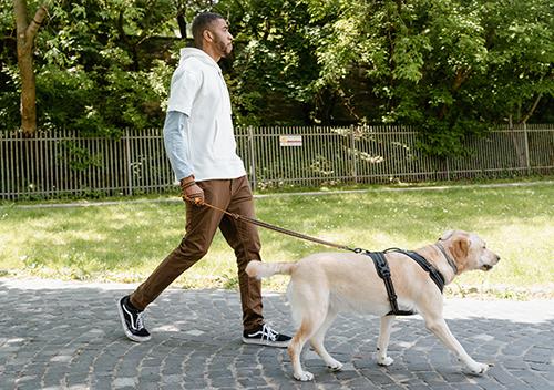 A dog owner walking his dog on a leash, on their way to the grooming salon
